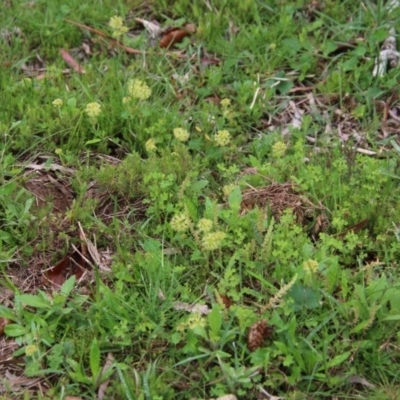 Hydrocotyle laxiflora (Stinking Pennywort) at Mongarlowe, NSW - 14 Oct 2020 by LisaH