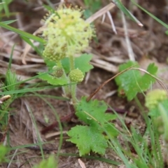 Hydrocotyle laxiflora at Mongarlowe, NSW - suppressed