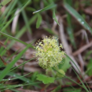 Hydrocotyle laxiflora at Mongarlowe, NSW - suppressed