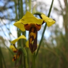 Diuris sulphurea (Tiger Orchid) at Watson, ACT - 17 Oct 2020 by Liam.m