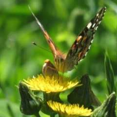 Vanessa kershawi (Australian Painted Lady) at Narrabundah, ACT - 16 Oct 2020 by RobParnell