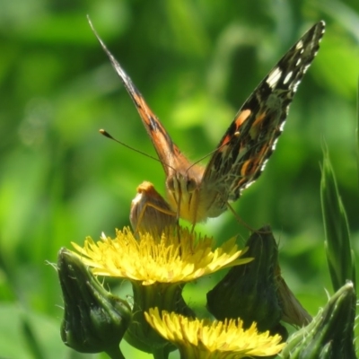 Vanessa kershawi (Australian Painted Lady) at Narrabundah, ACT - 16 Oct 2020 by RobParnell