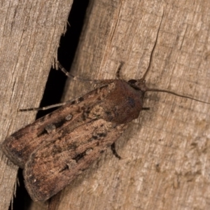 Agrotis infusa at Melba, ACT - 12 Oct 2020 08:20 PM