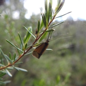 Philobota undescribed species near arabella at Watson, ACT - 18 Oct 2020