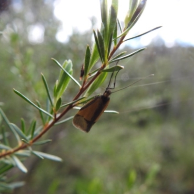 Philobota undescribed species near arabella (A concealer moth) at Watson, ACT - 18 Oct 2020 by Liam.m