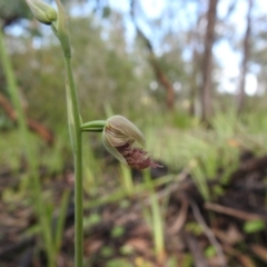 Calochilus platychilus (Purple Beard Orchid) at Black Mountain - 17 Oct 2020 by Liam.m