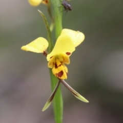 Diuris sulphurea (Tiger Orchid) at Mongarlowe River - 13 Oct 2020 by LisaH