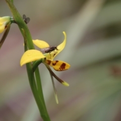 Diuris sulphurea at Mongarlowe, NSW - suppressed