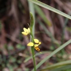 Diuris sulphurea at Mongarlowe, NSW - 14 Oct 2020