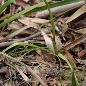 Diuris sulphurea at Mongarlowe, NSW - 14 Oct 2020