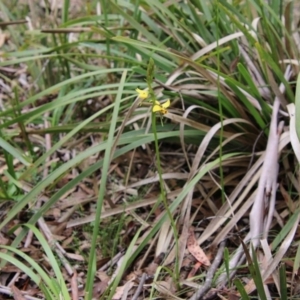 Diuris sulphurea at Mongarlowe, NSW - suppressed