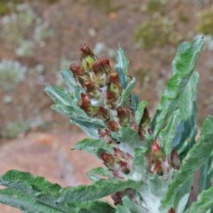 Gamochaeta calviceps (Narrowleaf Purple Everlasting) at O'Connor, ACT - 17 Oct 2020 by ConBoekel