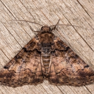 Cryphaea xylina at Melba, ACT - 12 Oct 2020