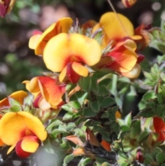 Pultenaea procumbens (Bush Pea) at Dryandra St Woodland - 17 Oct 2020 by ConBoekel