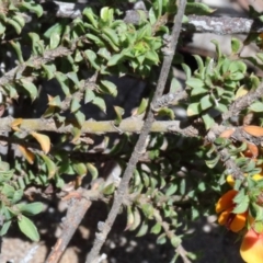 Pultenaea procumbens at O'Connor, ACT - 17 Oct 2020