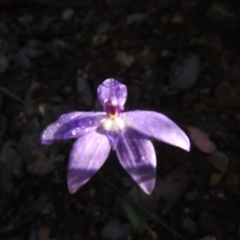 Glossodia major (Wax Lip Orchid) at Black Mountain - 17 Oct 2020 by Liam.m
