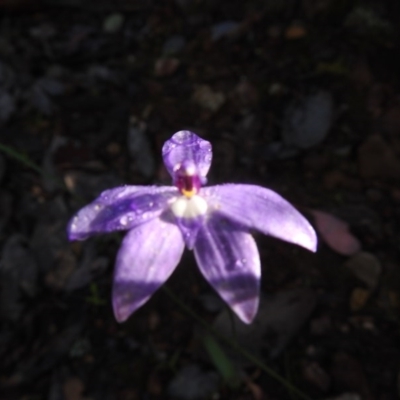 Glossodia major (Wax Lip Orchid) at Watson, ACT - 17 Oct 2020 by Liam.m