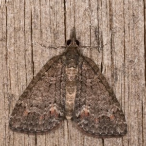 Microdes squamulata at Melba, ACT - 12 Oct 2020