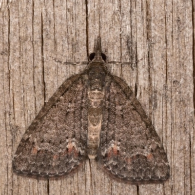 Microdes squamulata (Dark-grey Carpet) at Melba, ACT - 12 Oct 2020 by kasiaaus