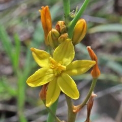 Bulbine bulbosa (Golden Lily) at Dryandra St Woodland - 16 Oct 2020 by ConBoekel