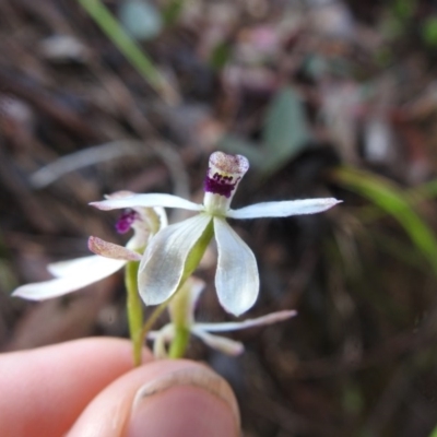 Caladenia cucullata (Lemon Caps) at Molonglo Valley, ACT - 17 Oct 2020 by Liam.m