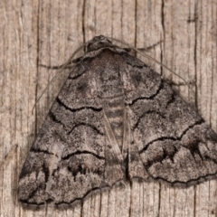 Dysbatus singularis (Dry-country Line-moth) at Melba, ACT - 12 Oct 2020 by kasiaaus