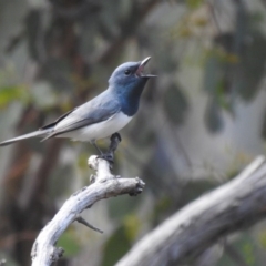 Myiagra rubecula (Leaden Flycatcher) at Black Mountain - 18 Oct 2020 by Liam.m