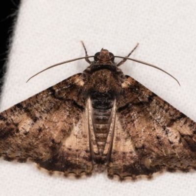 Cryphaea xylina (Woodland Geometrid) at Melba, ACT - 12 Oct 2020 by kasiaaus