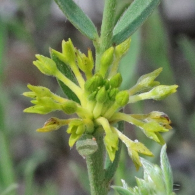 Pimelea curviflora (Curved Rice-flower) at Dryandra St Woodland - 17 Oct 2020 by ConBoekel