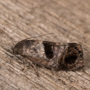 Eupselia beatella at Melba, ACT - 12 Oct 2020