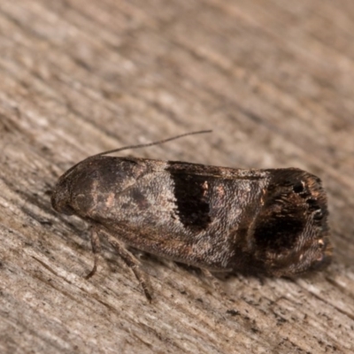 Eupselia beatella (Hypertrophidae) at Melba, ACT - 12 Oct 2020 by kasiaaus