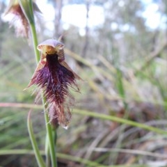 Calochilus platychilus (Purple Beard Orchid) at Black Mountain - 18 Oct 2020 by Liam.m