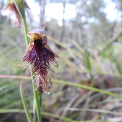Calochilus platychilus (Purple Beard Orchid) at Black Mountain - 18 Oct 2020 by Liam.m