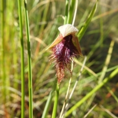 Calochilus platychilus at Downer, ACT - suppressed