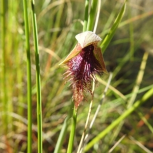 Calochilus platychilus at Downer, ACT - suppressed