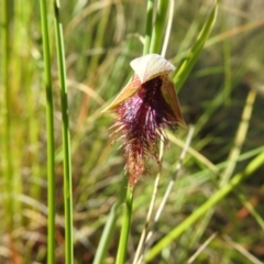 Calochilus platychilus at Downer, ACT - 18 Oct 2020