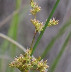 Juncus sp. (A Rush) at O'Connor, ACT - 16 Oct 2020 by ConBoekel