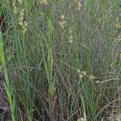 Juncus sp. at O'Connor, ACT - 17 Oct 2020
