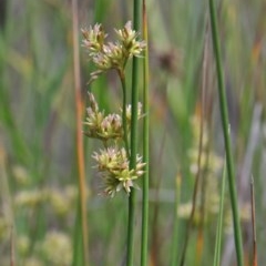 Juncus sp. at O'Connor, ACT - 17 Oct 2020 10:11 AM