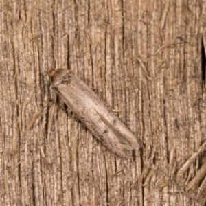 Blastobasis (genus) at Melba, ACT - 12 Oct 2020