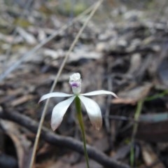 Caladenia ustulata (Brown Caps) at Watson, ACT - 18 Oct 2020 by Liam.m
