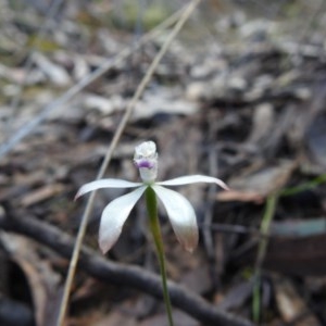 Caladenia ustulata at Watson, ACT - suppressed