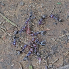 Iridomyrmex purpureus (Meat Ant) at Dryandra St Woodland - 17 Oct 2020 by ConBoekel