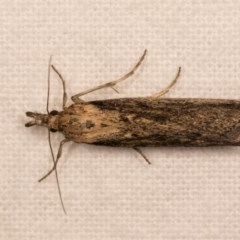 Faveria tritalis (Couchgrass Webworm) at Melba, ACT - 12 Oct 2020 by kasiaaus