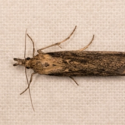 Faveria tritalis (Couchgrass Webworm) at Melba, ACT - 12 Oct 2020 by kasiaaus