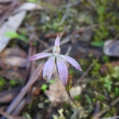 Caladenia fuscata (Dusky Fingers) at Black Mountain - 18 Oct 2020 by Liam.m