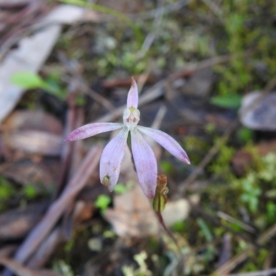 Caladenia fuscata (Dusky Fingers) at Watson, ACT - 18 Oct 2020 by Liam.m