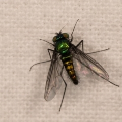Austrosciapus sp. (genus) (Long-legged fly) at Melba, ACT - 12 Oct 2020 by kasiaaus