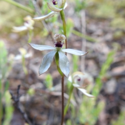 Caladenia cucullata (Lemon Caps) at Watson, ACT - 18 Oct 2020 by Liam.m