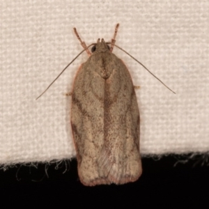 Euchaetis inceptella at Melba, ACT - 12 Oct 2020